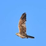 Greater Kestrel - Biesiesvlei