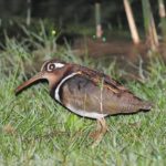 Greater Painted Snipe - Ndumo