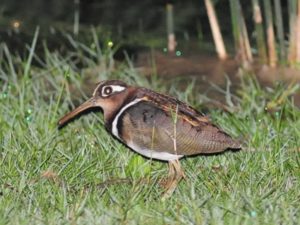 Greater Painted Snipe - Ndumo