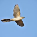 Greater Spotted Cuckoo - Borakalalo