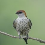 Greater Striped Swallow - Heidelberg