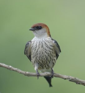 Greater Striped Swallow - Heidelberg