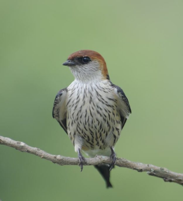 Greater Striped Swallow - Heidelberg