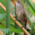 Greater Swamp Warbler - Okavango River