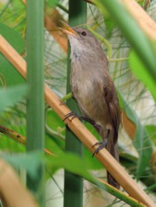 Greater Swamp Warbler - Okavango River