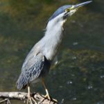 Green Backed Heron 2 - Hluhluwe