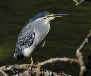 Green-Backed Heron - Hluhluwe