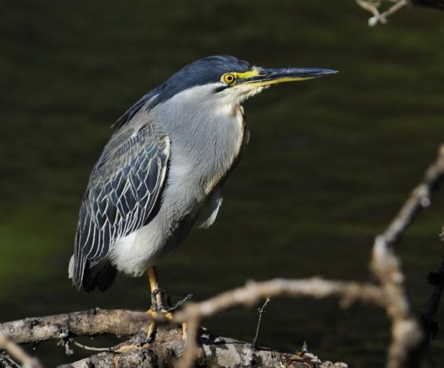 Green-Backed Heron - Hluhluwe