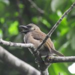 Green Barbet - Ongoye