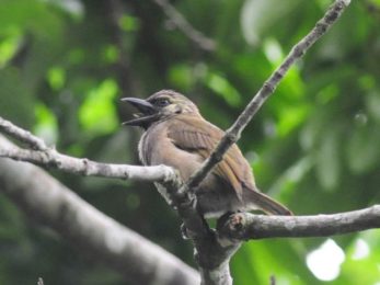 Green Barbet - Ongoye
