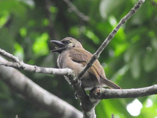 Green Barbet - Ongoye
