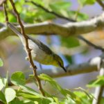 Green-Capped Eremomela - Shamvura