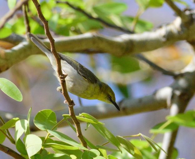 Green-Capped Eremomela - Shamvura