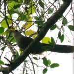 Green Malkoha - Ongoye