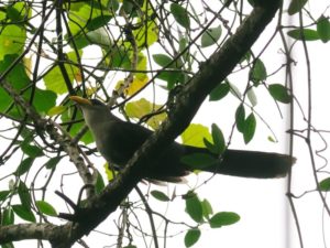 Green Malkoha - Ongoye