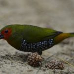 Green Twinspot - Cape Vidal