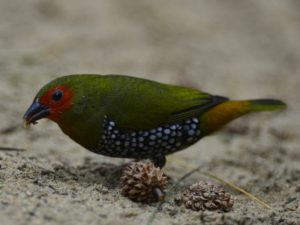 Green Twinspot - Cape Vidal