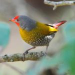 Green-Winged Pytilia - Hlane