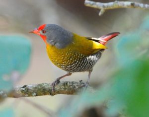 Green-Winged Pytilia - Hlane