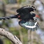 Green Wood-Hoopoe - Chobe