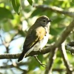 Green-backed Honeybird - Harare