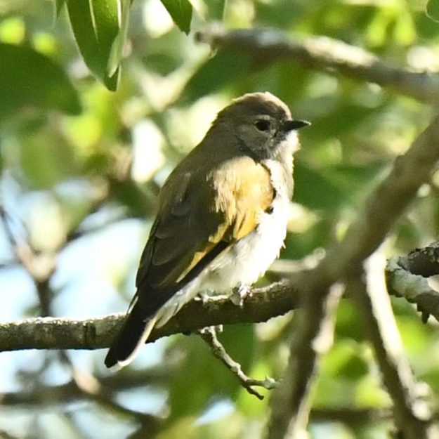 Green-backed Honeybird - Harare