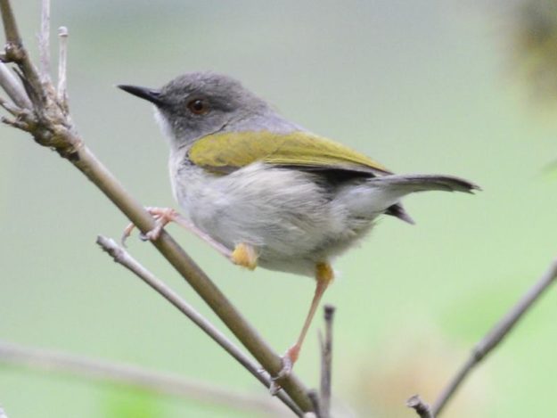 Grey-Backed Camaroptera - Honde Valley