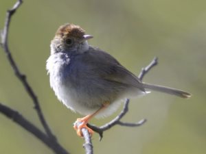 Grey-Backed Cisticola - Heidelberg
