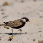 Grey-Backed Sparrowlark - Etosha