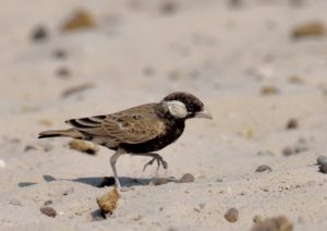 Grey-Backed Sparrowlark - Etosha