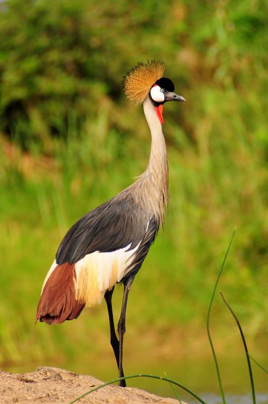 Grey Crowned Crane - Illovo River