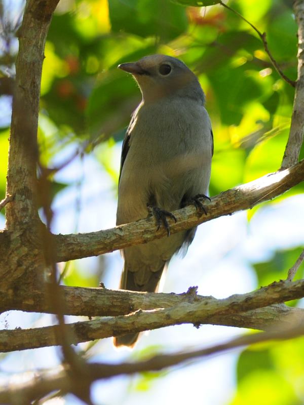 Grey Cuckooshrike - Shongweni