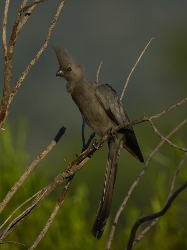 Grey Go-away-bird - Mabula