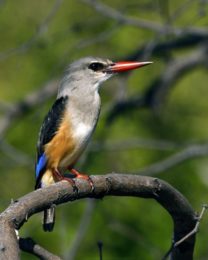 Grey-Headed Kingfisher - Chobe