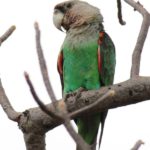 Grey-Headed Parrot - Pafuri