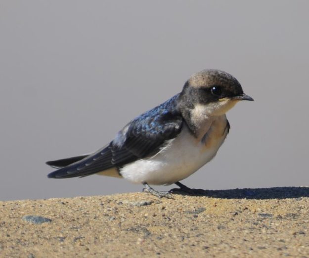 Grey-Rumped Swallow - Hluhluwe