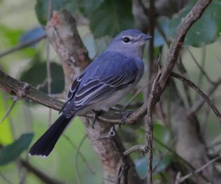 Grey Tit-Flycatcher - Hlane
