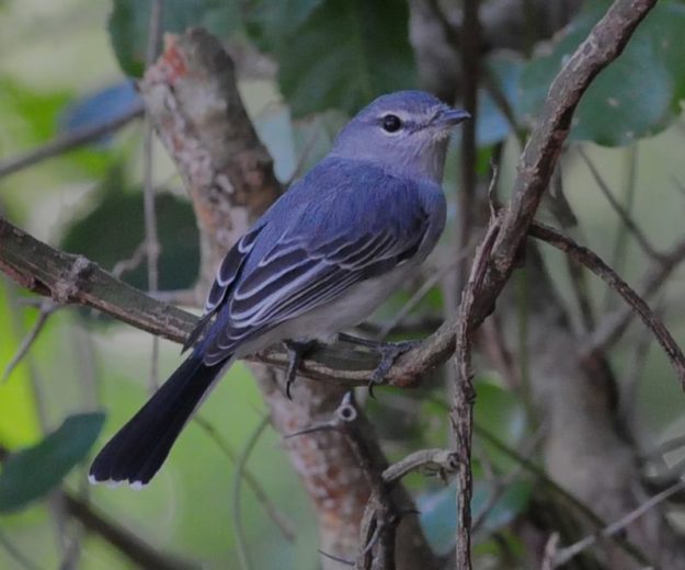 Grey Tit-Flycatcher - Hlane