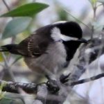 Grey Tit - Vondelings