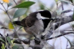 Grey Tit - Vondelings