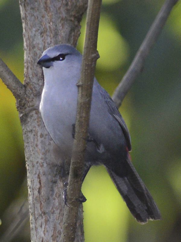 Grey Waxbill - Honde Valley