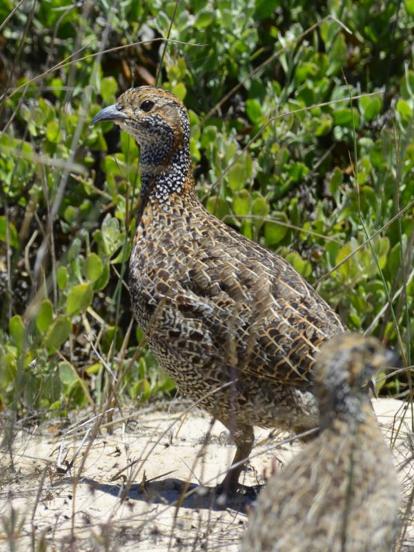 Grey-Wing Francolin - Langebaan