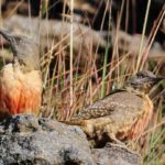 Ground Woodpecker 2 - Sani Pass