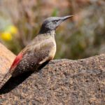 Ground Woodpecker - Sani Pass