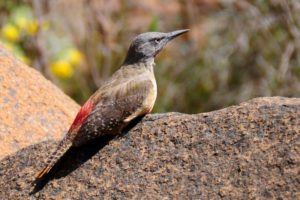 Ground Woodpecker - Sani Pass