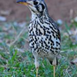 Groundscraper Thrush - Hlane