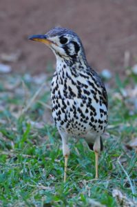 Groundscraper Thrush - Hlane