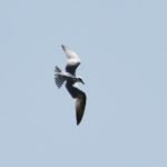Gull Billed Tern - Borakalalo
