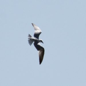 Gull Billed Tern - Borakalalo