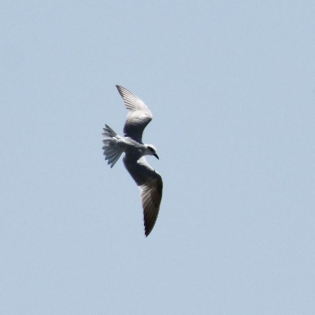 Gull Billed Tern - Borakalalo